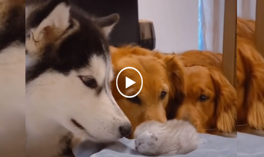 Friendly and warm dogs hug a newborn kitten lovingly, making it an integral part of their family!