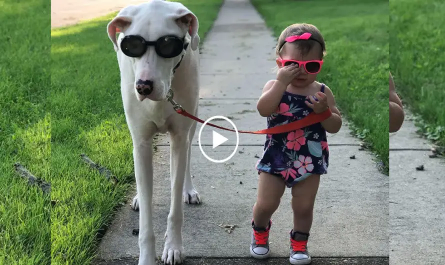 The Power of Love: Girl and Her Dog’s Profound Connection Touches Hearts and Inspires Online.