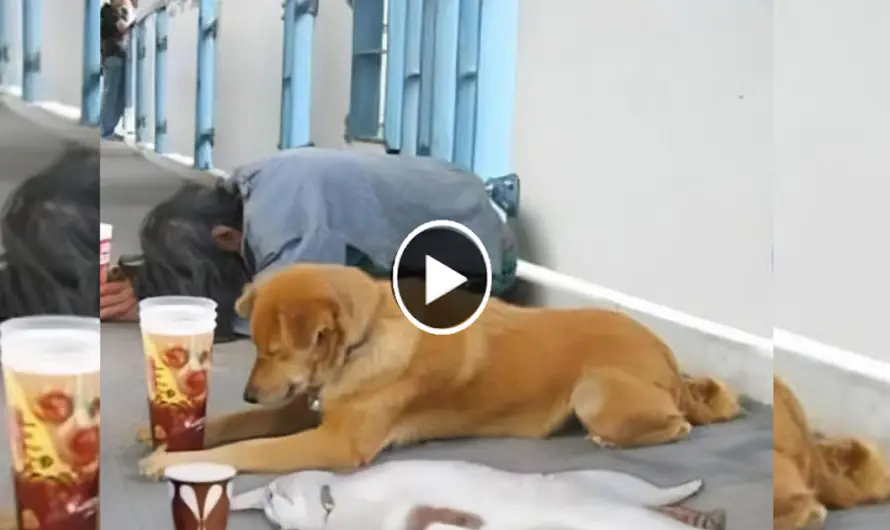 The loving affection of a homeless dog is a source of hope that warms the owner’s heart.