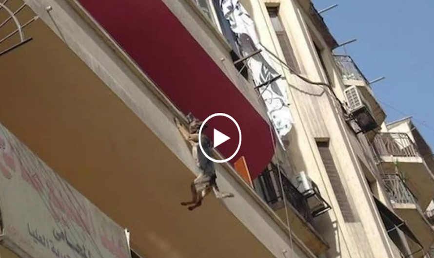 A Brave Escape to Freedom: Dog’s Harrowing Struggle, Chained and Deprived on a Balcony.