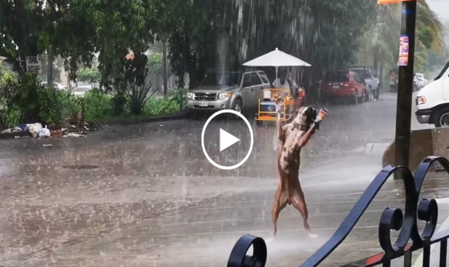 The viral video of the dog dancing in the rain made viewers extremely excited