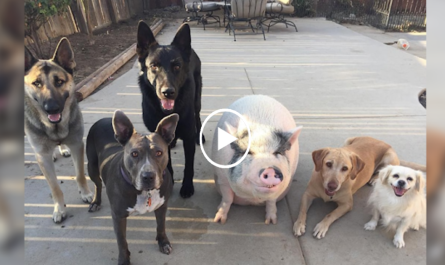 Pot Bellied Pig Happily Raised with 5 Dogs Thinks He’s Just Like His Canine Crew