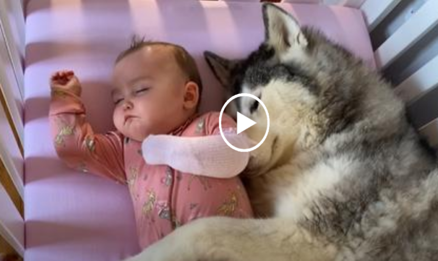 Baby Refuses To Sleep In Her New Crib Without Her Husky