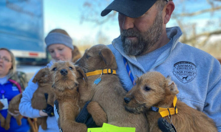 42 Dogs, Puppies Rescued by Humane Society from ‘One of the Worst Breeders in the Country’