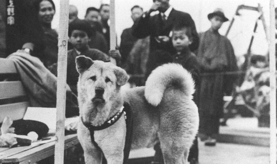 Dogs in History: Hachiko, the Dog that Waited for 9 Years