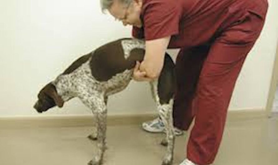 Heimlich Maneuver For Dogs Every Dog Owner Needs To Know How To Perform