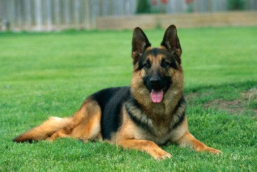 ILMDSM German Shepherd