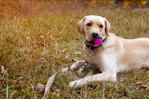 ILMDSM Labrador Retriever