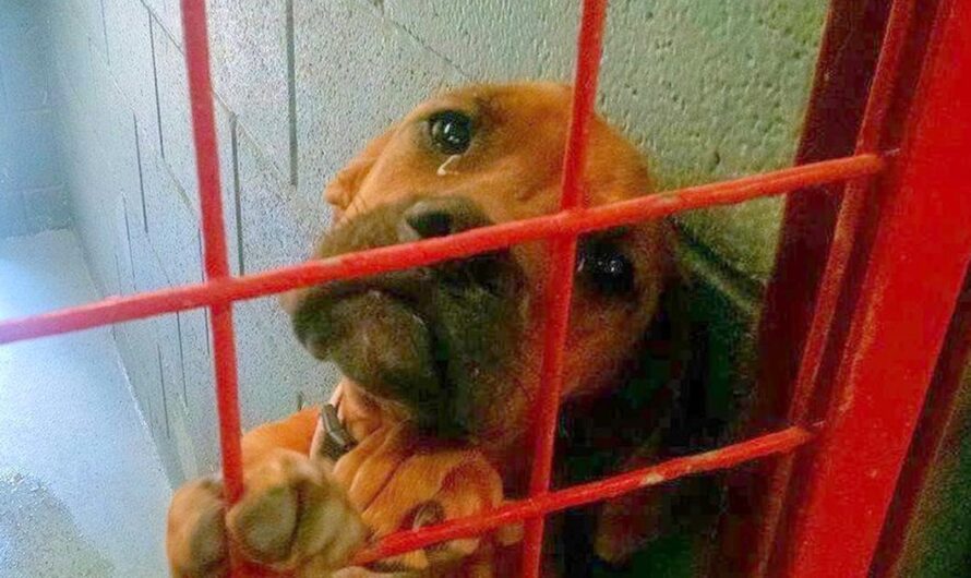 Dog Cried All Night As No One Picks Her & Shelter Shared Her Photo As A Last Resort