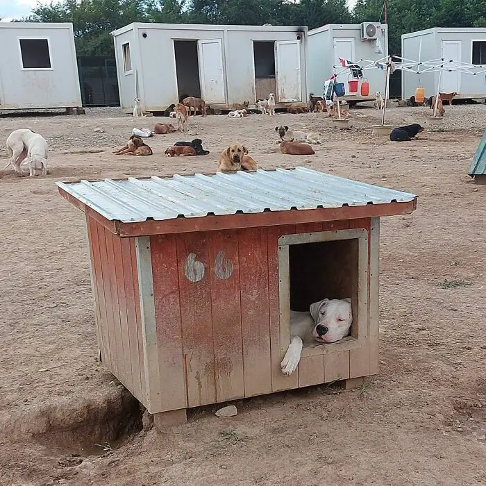 Meet Dejan Gacic, The Good Man Who Has A Shelter With Over A Thousand Dogs