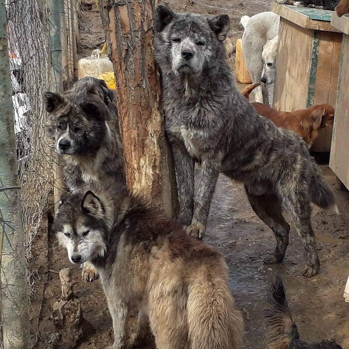 Meet Dejan Gacic, The Good Man Who Has A Shelter With Over A Thousand Dogs