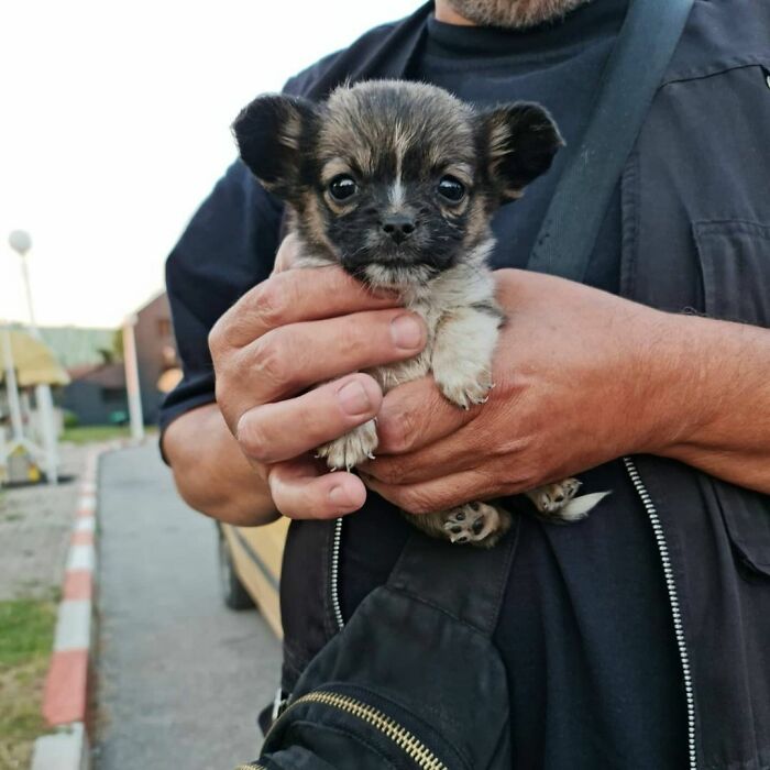 Meet Dejan Gacic, The Good Man Who Has A Shelter With Over A Thousand Dogs