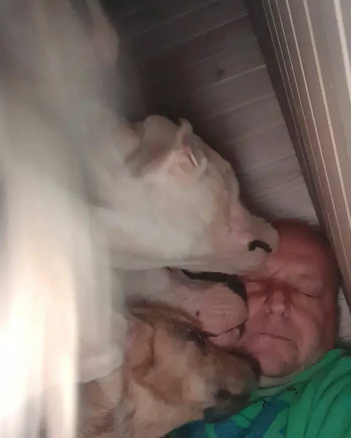 Meet Dejan Gacic, The Good Man Who Has A Shelter With Over A Thousand Dogs