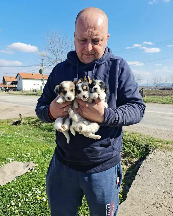 Meet Dejan Gacic, The Good Man Who Has A Shelter With Over A Thousand Dogs