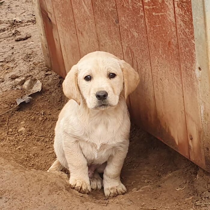 Meet Dejan Gacic, The Good Man Who Has A Shelter With Over A Thousand Dogs