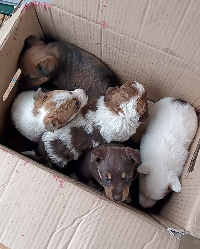 Meet Dejan Gacic, The Good Man Who Has A Shelter With Over A Thousand Dogs