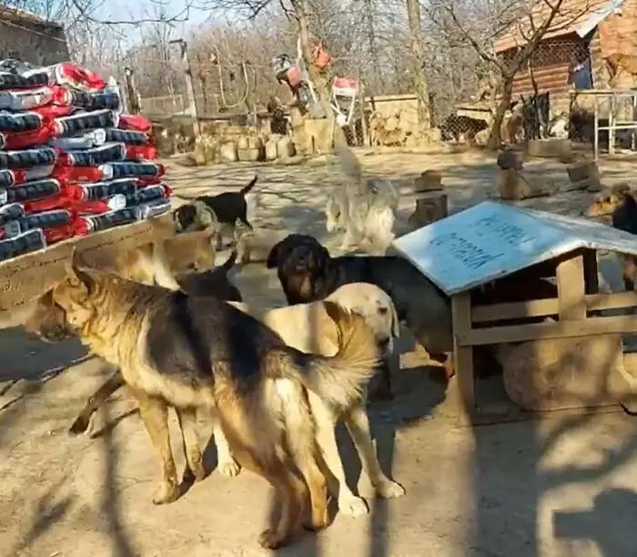 Meet Dejan Gacic, The Good Man Who Has A Shelter With Over A Thousand Dogs