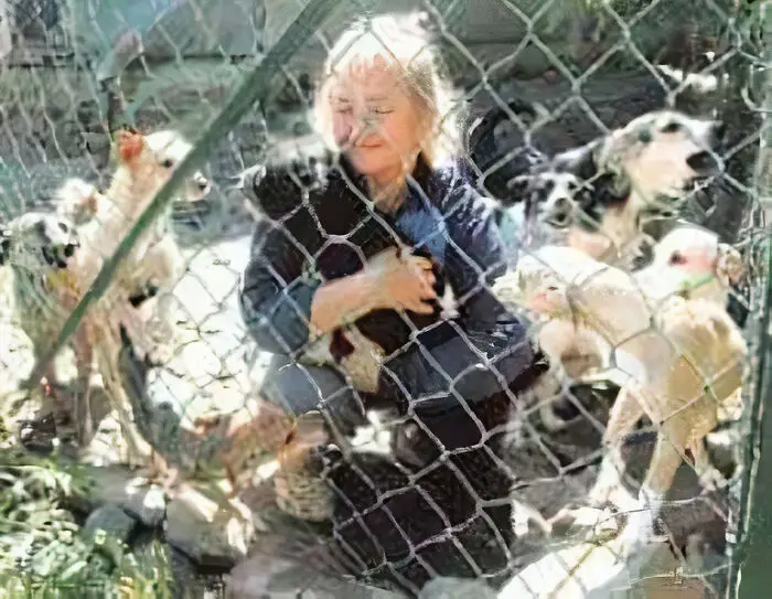 Meet Dejan Gacic, The Good Man Who Has A Shelter With Over A Thousand Dogs