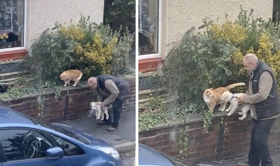 This Pure Moment of a Man Introducing His Dog to a Cat is Warming the Internet’s Heart