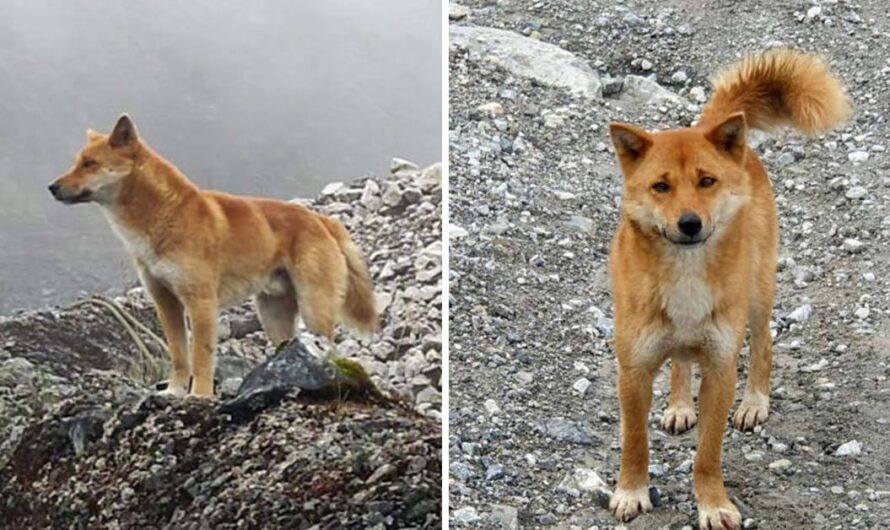 Ancient Breed Of Singing Dog Spotted In Wild For First Time In 50 Years