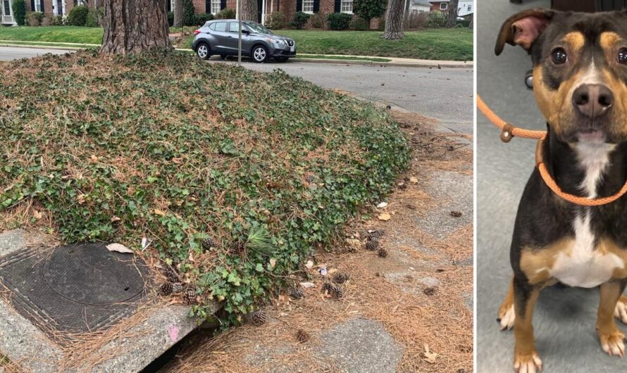 Firefighters rescue dog trapped in storm drain: ‘Teamwork makes the dream work’