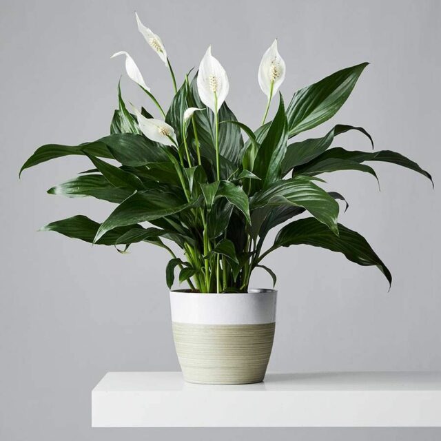 Peace Lily good for dogs