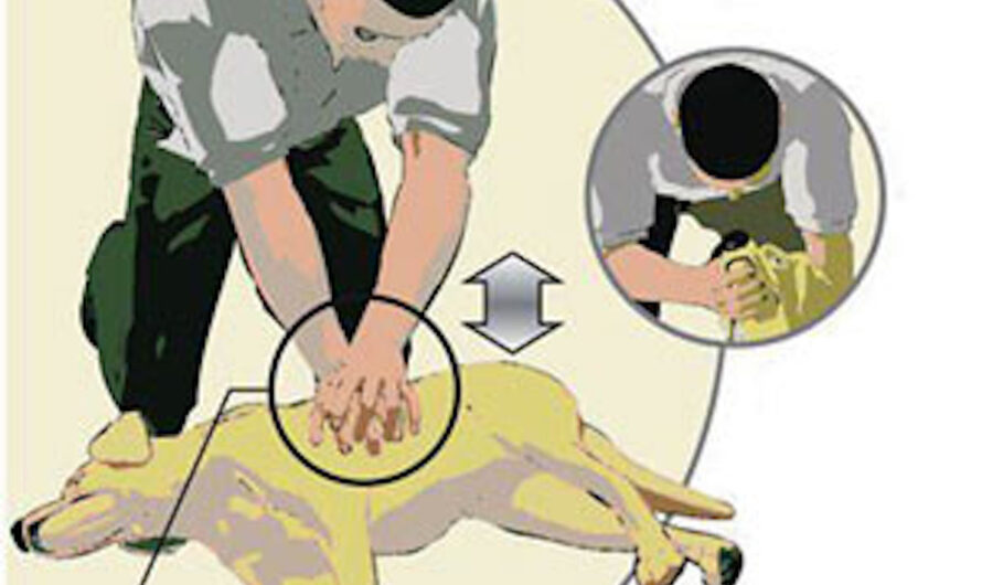 CPR For Dogs Every Dog Owner Needs To Know How To Perform