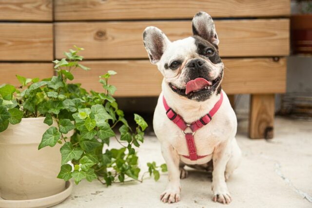 Poisonous plants for dogs