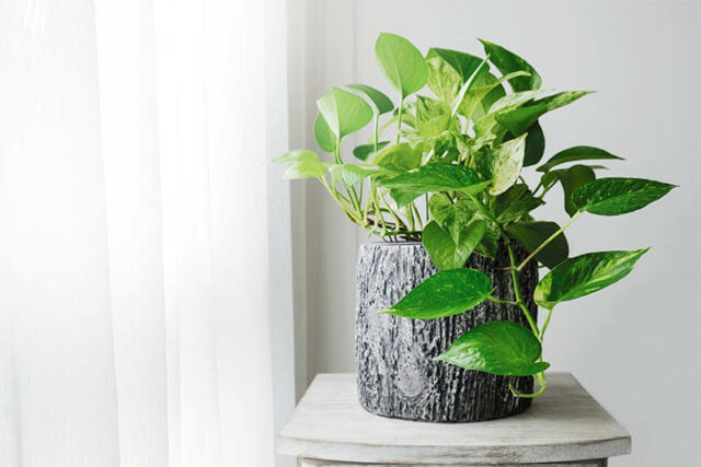 Pothos good for dogs