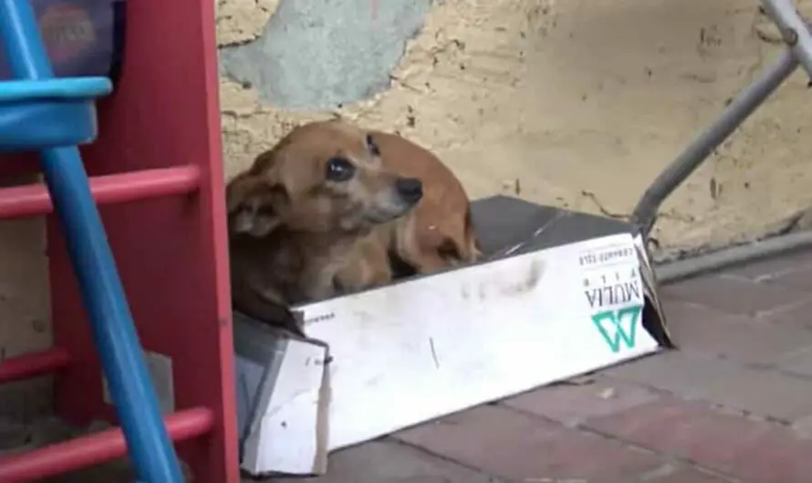 Abandoned puppy lives in shoebox – when animal heroes lift her up, they discover horrible truth