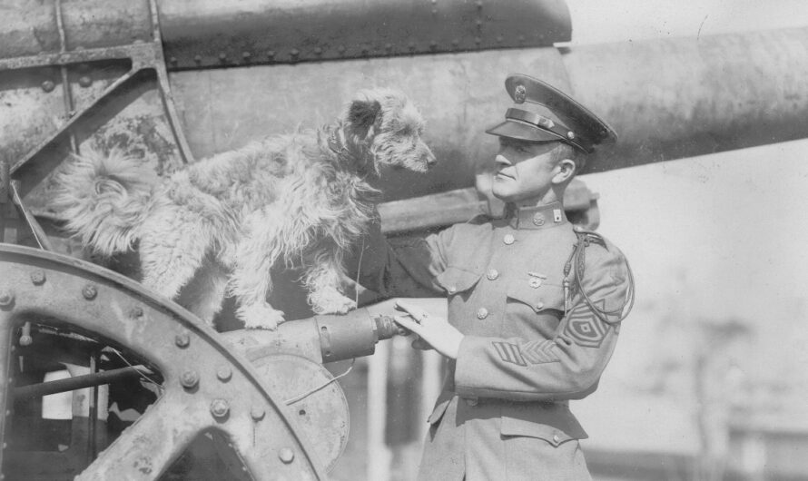 Dogs in History: Rags, the World War I Hero