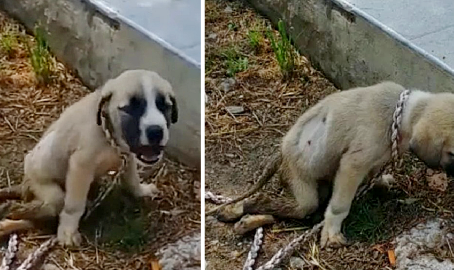 Thin Neglected Dog Was Exhausted, Coma, Lying Motionless on The Front Porch Begging every Passerby To Help In Vain