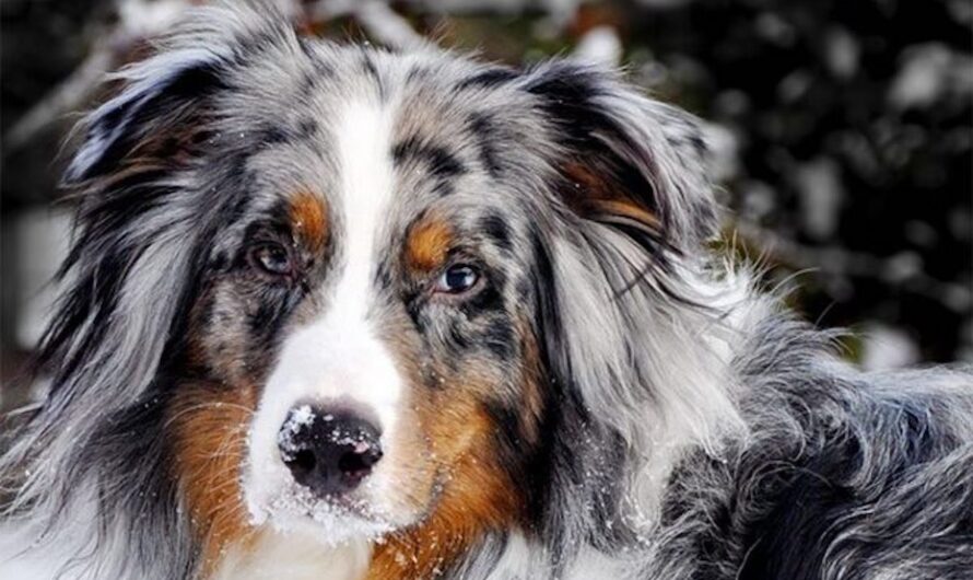 Canine Astrology: Breeds and Dog Personality Traits That Match Your Star Sign