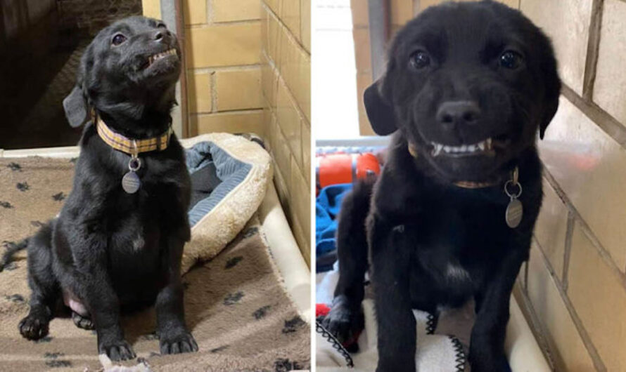 Labrador Puppy Looking For A Forever Home Sits In Shelter Smiling At Everyone Who Passes By