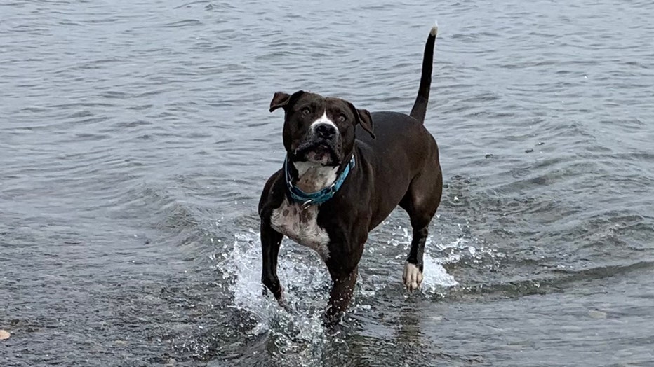 Brown and white dog splashes around a rocky beach on a lake