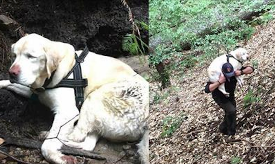 Blind Labrador Rescued After One Week All Alone In The Mountains