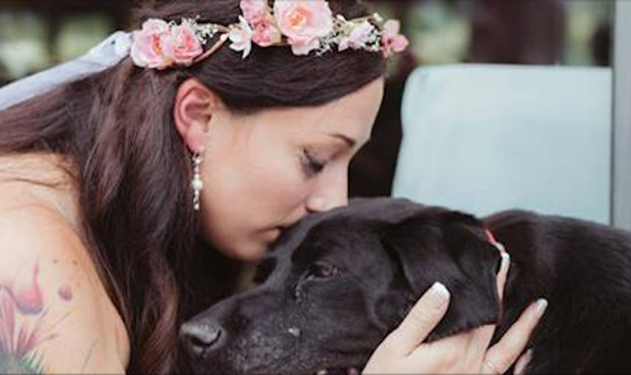 Bride’s dying pet dog lives long enough to walk her down the aisle