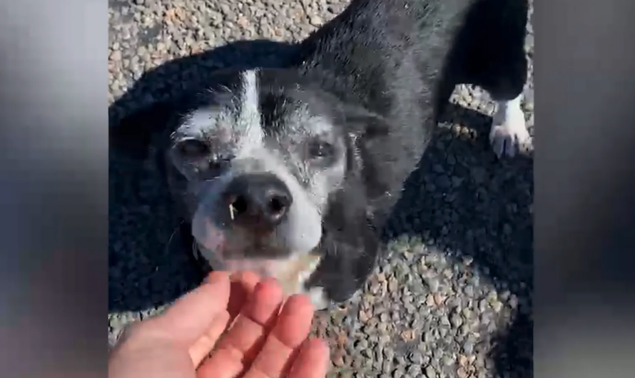 Hero dog waits SIX HOURS to help his friend who had been HIT BY A CAR