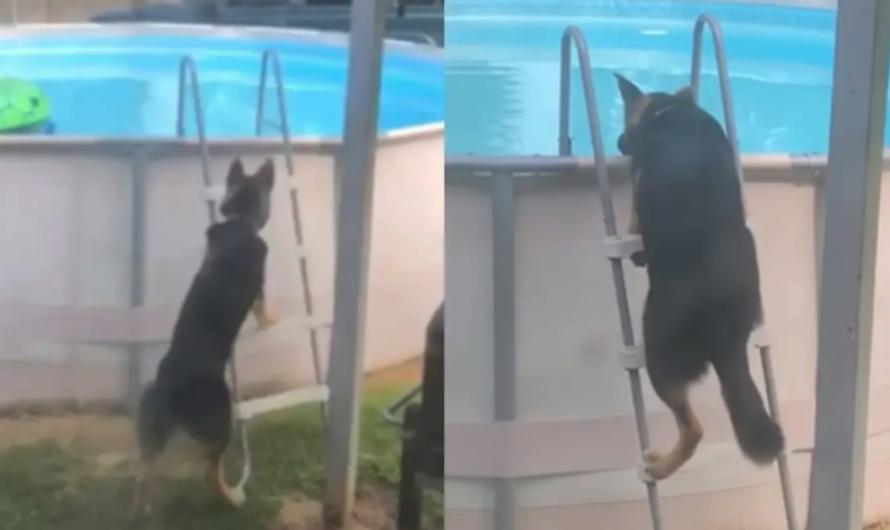 German Shepherd Learns How To Get Into Pool All By Himself And Goes For Secret Swim