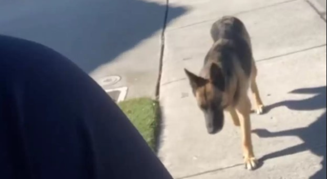 A Stray Dog Decides To Follow A Woman Home Just In Time