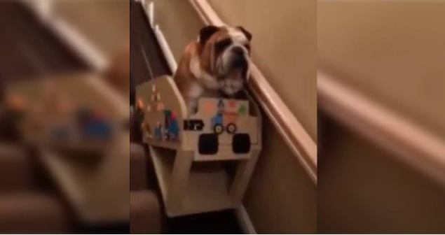 Senior Bulldog Gets His Own Personal Stairlift