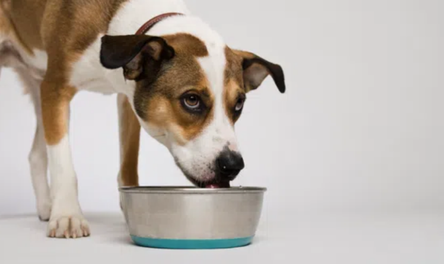 Got a Messy Eater/Drinker? This Genius Product Will Keep Your Floors Spotless!