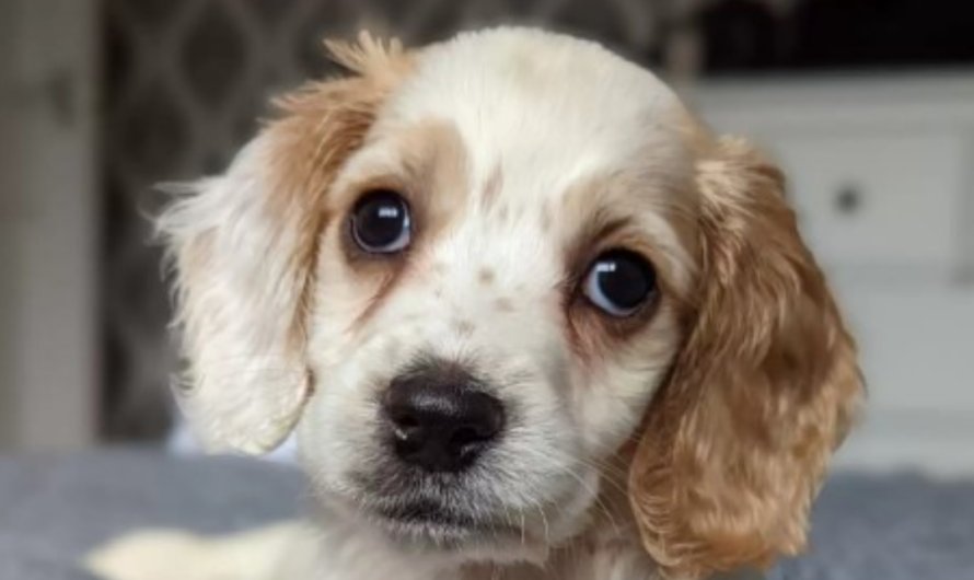 Passerby Sees Someone Throw Away A Plastic Bag — Then Realizes It’s A Puppy