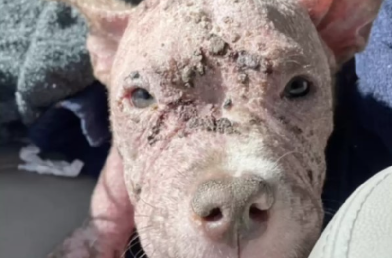 ‘Piglet-Looking’ Dog Completely Transforms A Month After Leaving The Shelter