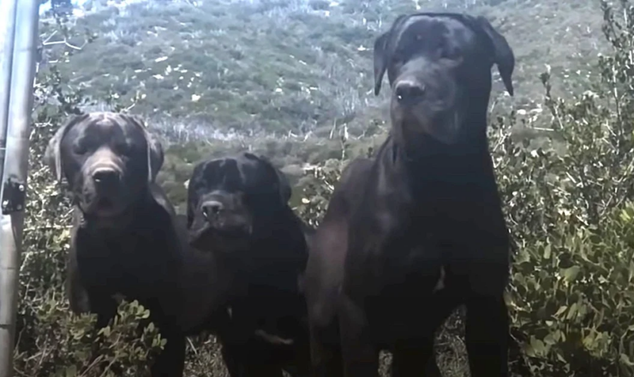 She Hiked A Mountain Every Day For A Month To Gain The Trust Of 3 Abandoned Dogs