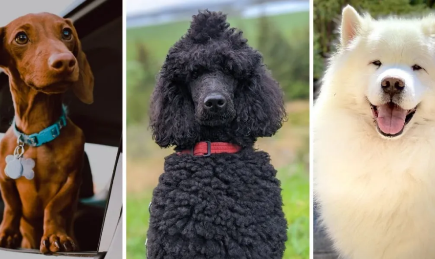 Pawsitively Mind-Blowing: Cool new video explains the mystery of where the huge variety of dog breeds came from