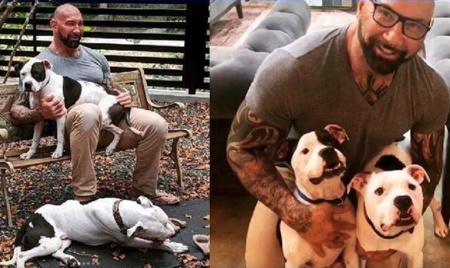 Pit bulls were separated after their owner abandoned them — until a Hollywood star came to to the rescue