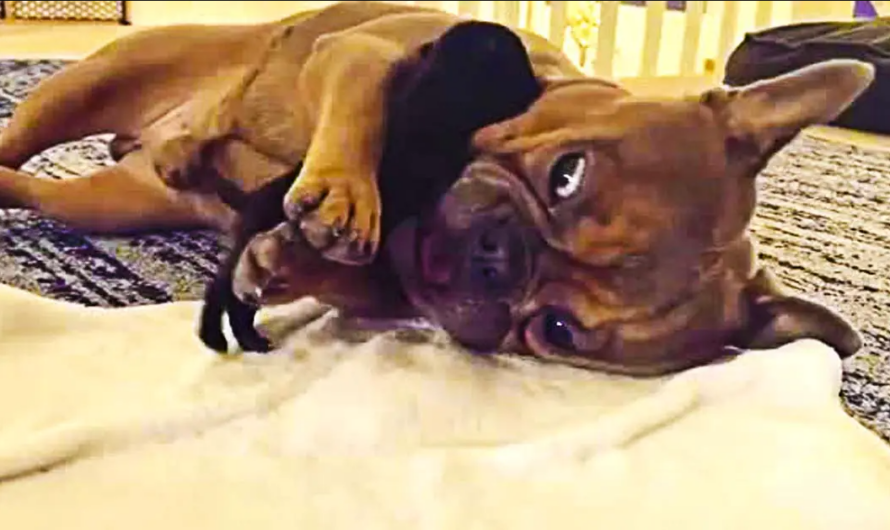 Gentle Frenchie Plays With Tiny Newborn Pug Puppy