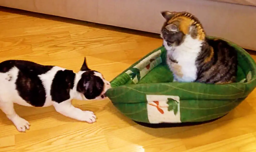 Puppy Attempts To Reclaim Bed From Cat