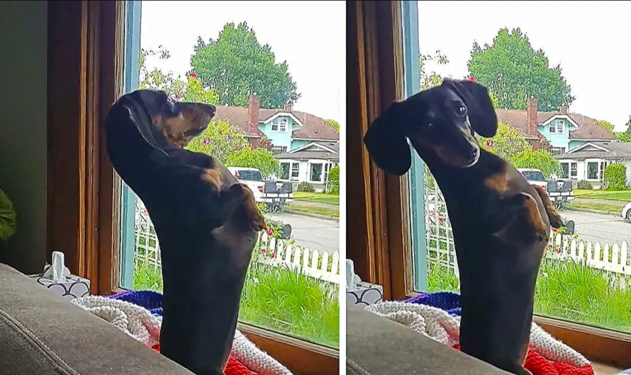 Weenie Dog Hysterically Sits Upright To Look Out Window